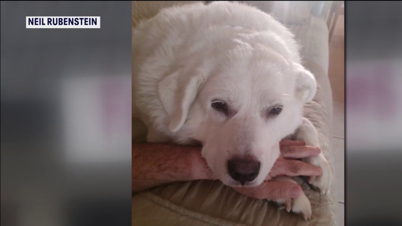 Rilee's Law after pet dies on grooming table
