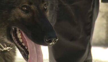 Miami Police introduce new K-9 Samson to the force