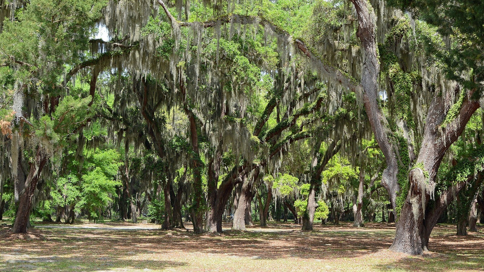 Between Jacksonville And Savannah Is Georgia's Scenic Island Park With Disc Golf, Fishing, And Boating