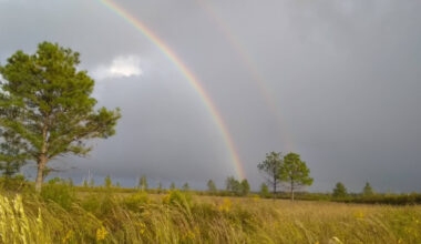Between Gainesville And Tallahassee Is Florida's Natural Oasis With Scenic Wetlands, Fishing, And Wildlife