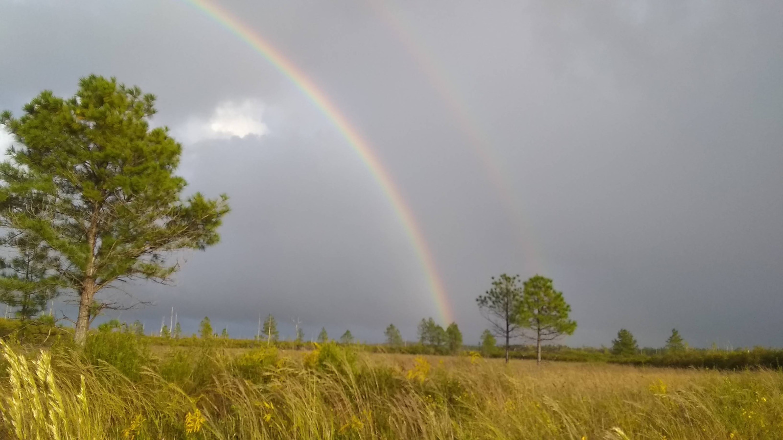 Between Gainesville And Tallahassee Is Florida's Natural Oasis With Scenic Wetlands, Fishing, And Wildlife