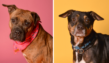 Rio and Meryl Are Waiting for Forever Homes at Broward County Animal Care – Parkland Talk