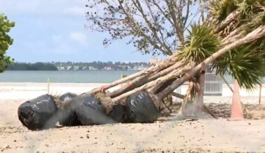 Miami residents seek stronger protections for city trees