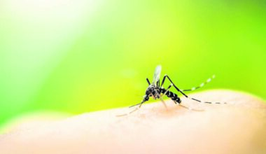 DOH-Miami-Dade issues dengue advisory for residents