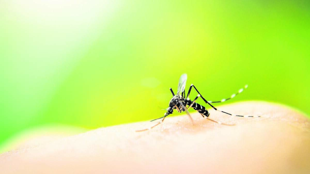 DOH-Miami-Dade issues dengue advisory for residents