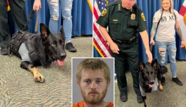 Florida K9 returns to Polk County Sheriffs days after being shot protecting deputies