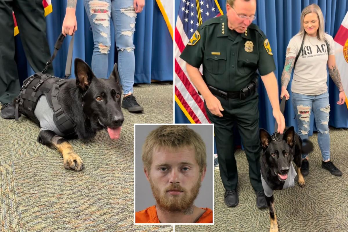 Florida K9 returns to Polk County Sheriffs days after being shot protecting deputies