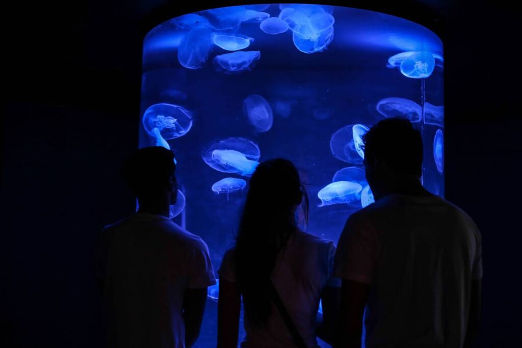 Visitors view glowing jellyfish in an aquarium, capturing the mesmerizing display.