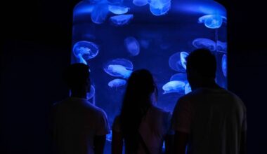 Florida is home to the nation’s very first museum fully dedicated to jellyfish