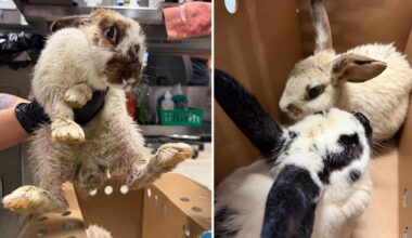 Abandoned rabbits: 22 rescued from Plant City park