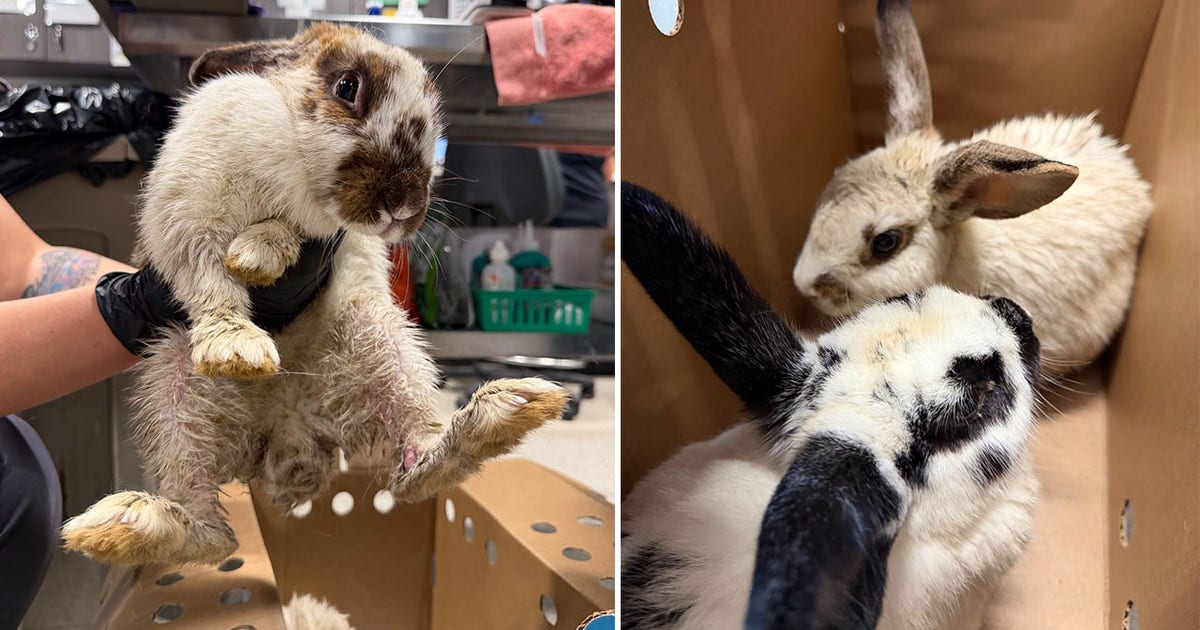 Abandoned rabbits: 22 rescued from Plant City park