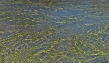 A Resilient Seagrass Species Could Help Reshape Coastal Restoration