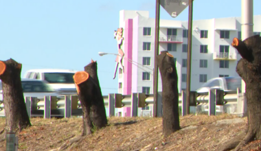 Nearly a dozen protected mahogany trees illegally cut down along I-95: "I thought I was witnessing a zombie apocalypse"