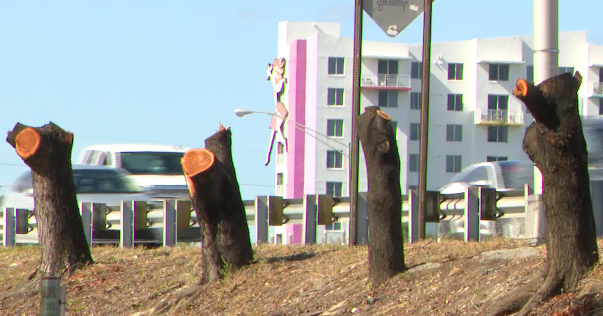 Nearly a dozen protected mahogany trees illegally cut down along I-95: "I thought I was witnessing a zombie apocalypse"
