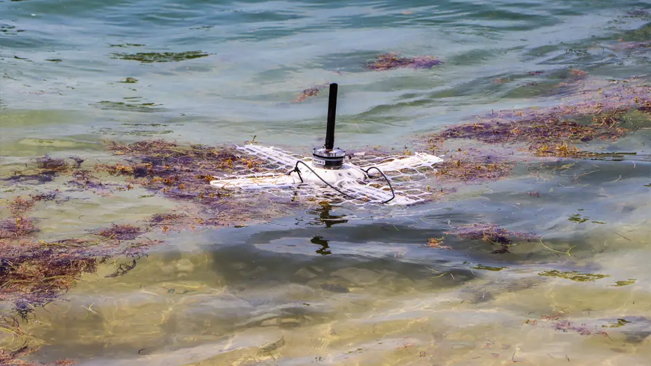 Sargassum seaweed