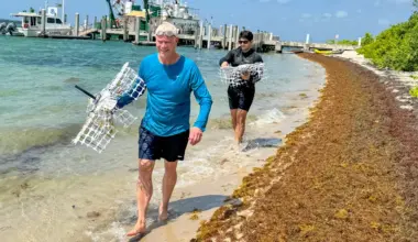 Sargassum seaweed