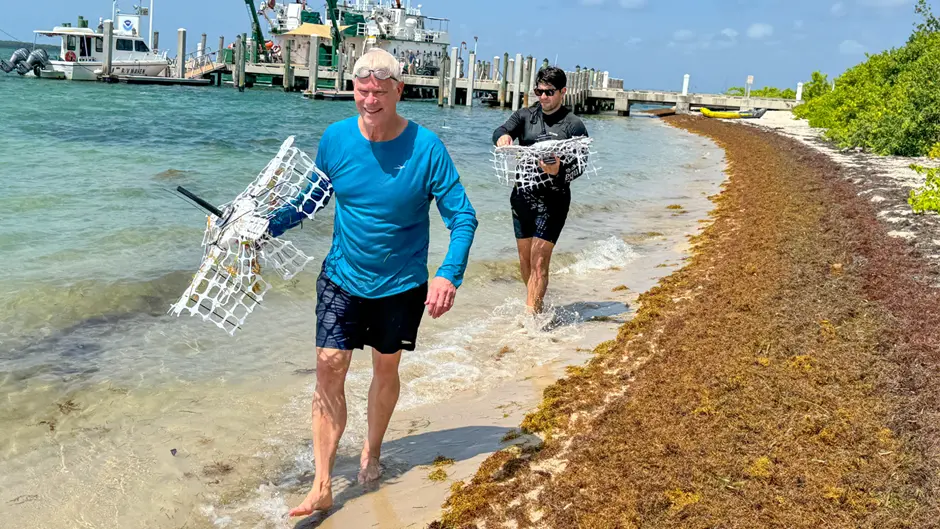 Sargassum seaweed