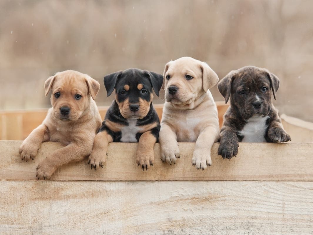 The Dog In The Window In FL Is Most Likely This Breed