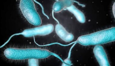 FL Reports 3rd 'Flesh-Eating Bacteria' Death This Year: Health Records
