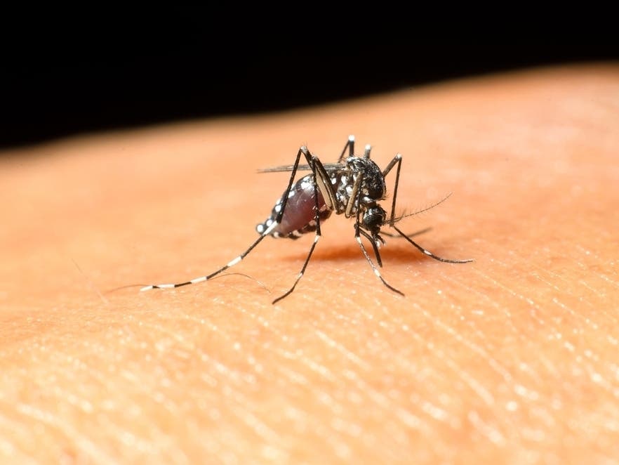 2 Cases Of Mosquito-Borne Dengue Confirmed In Hillsborough: Health Officials