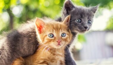 FL Father Killed Family Kittens To Punish Daughter: Sheriff