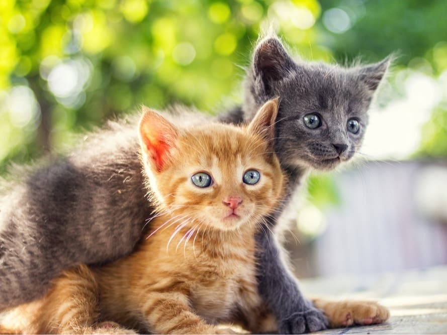 FL Father Killed Family Kittens To Punish Daughter: Sheriff