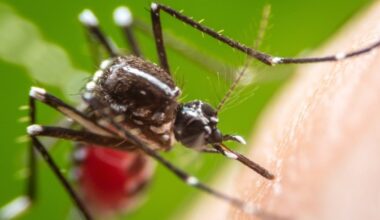 Dengue Cases On The Rise In FL: Health Officials