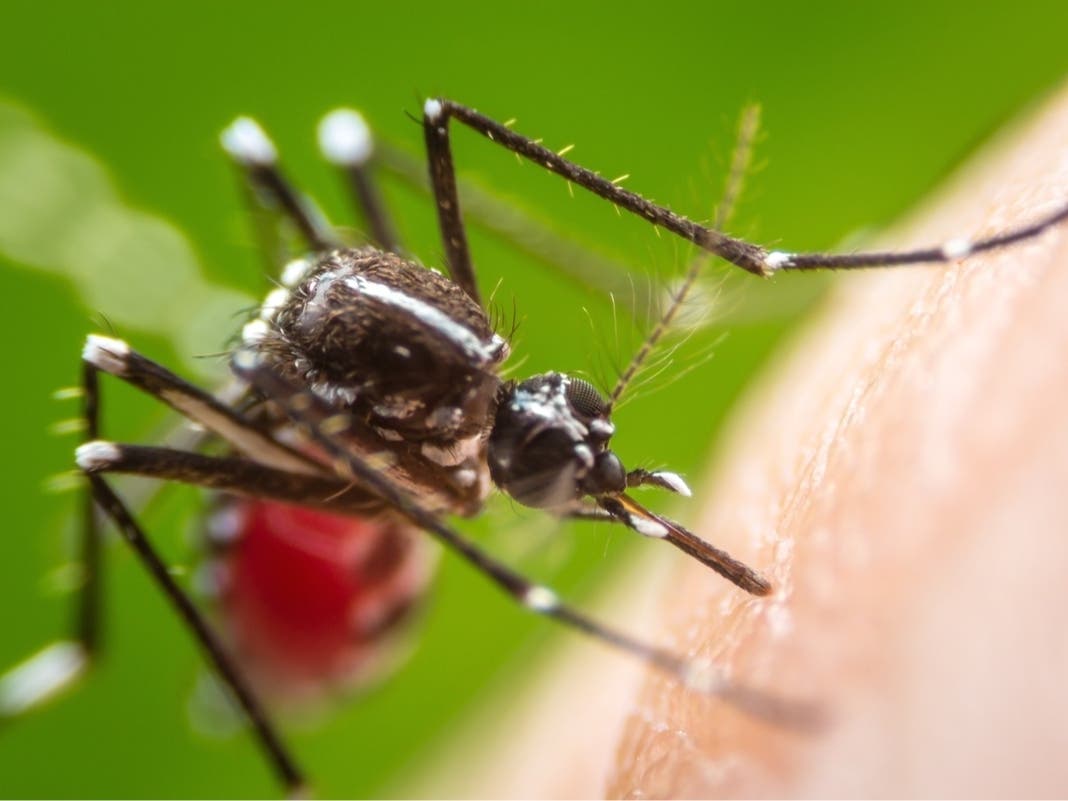 Dengue Cases On The Rise In FL: Health Officials