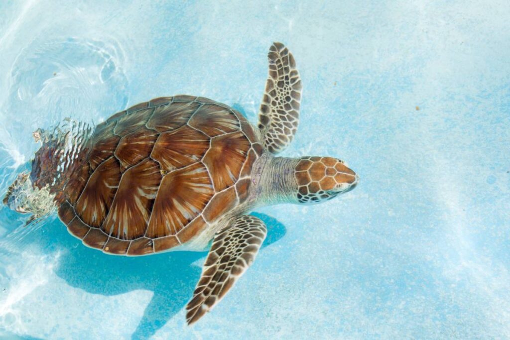 Close up of a green sea turtle
