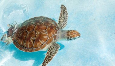 Watch rescued sea turtles enjoy afternoon feedings for free at this South Florida marine center