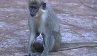 Should monkeys that escaped South Florida testing lab be classified as native species?
