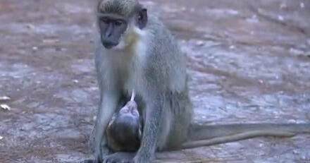 Should monkeys that escaped South Florida testing lab be classified as native species?