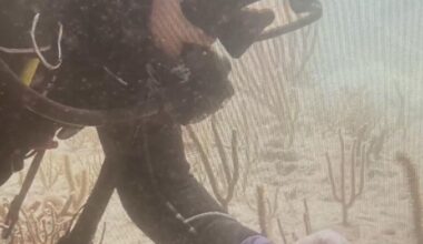 South Florida marine scientists use "coral IVF" method to restore damaged reef systems in the Keys