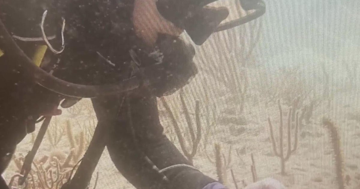 South Florida marine scientists use "coral IVF" method to restore damaged reef systems in the Keys