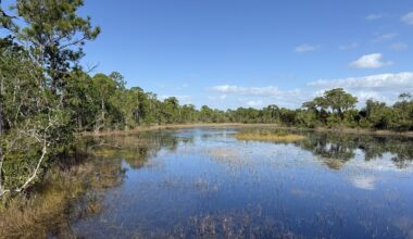 Even Protected Florida Wetlands Can’t Escape Microplastic Pollution