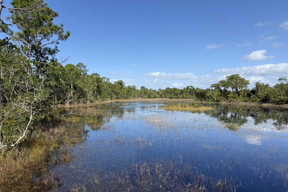 Even Protected Florida Wetlands Can’t Escape Microplastic Pollution