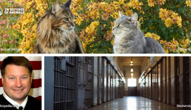 Victory! 20-Year Prison Sentence in Brutal Florida Cat Beheading Case