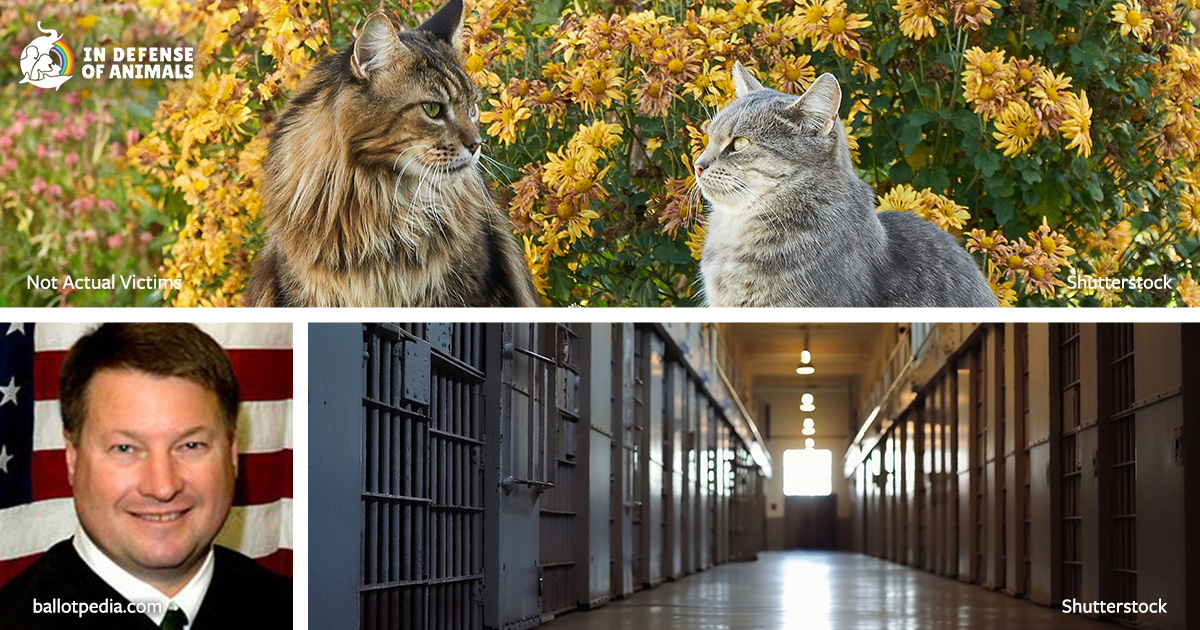 Victory! 20-Year Prison Sentence in Brutal Florida Cat Beheading Case