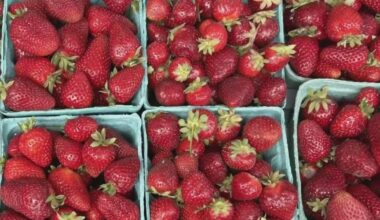 Florida farmers bracing for strawberry price hike in coming months