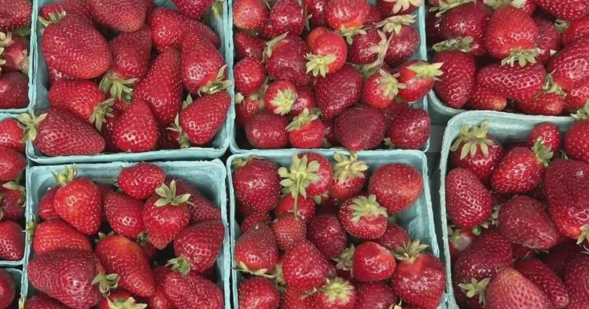 Florida farmers bracing for strawberry price hike in coming months