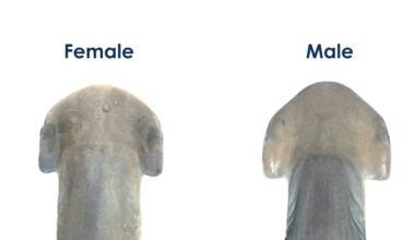 Study offers new clues to a long-standing mystery about bonnethead sharks