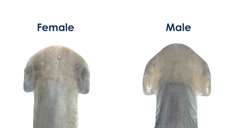 Study offers new clues to a long-standing mystery about bonnethead sharks