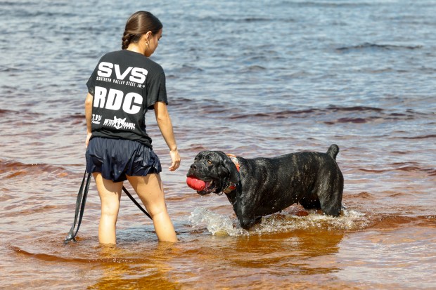 Kahli, a Cane Corso, brings a toy to her person while the two cool off in the water at the edge of Lake Minneola in Clermont on Monday, August 17, 2026. (Rich Pope/Orlando Sentinel)