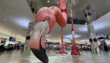 Phoebe the Flamingo stands in Tampa International Airport's main terminal. (Spectrum News)