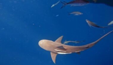 Martin County reviews shark fishing rules after state directive