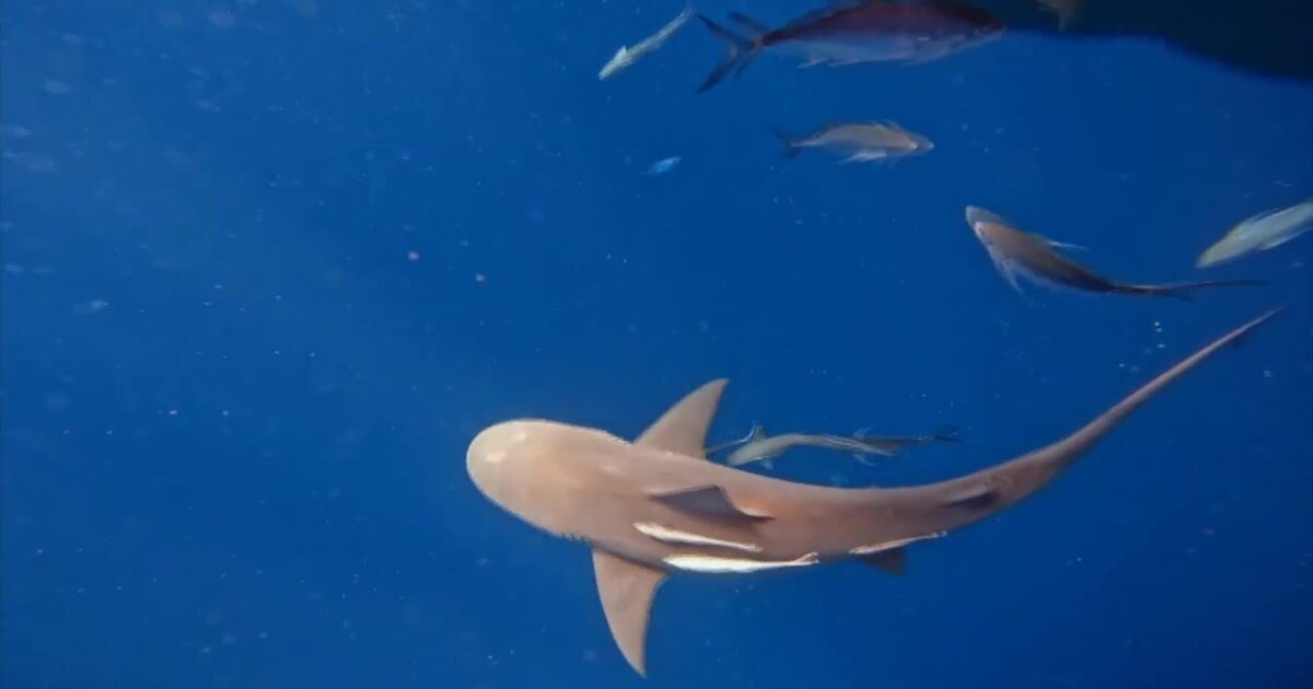 Martin County reviews shark fishing rules after state directive