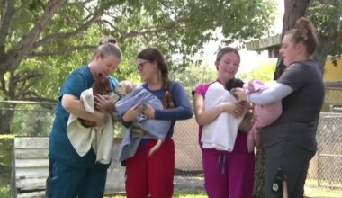Martin County animal hoarding case grows to 108 rescued animals