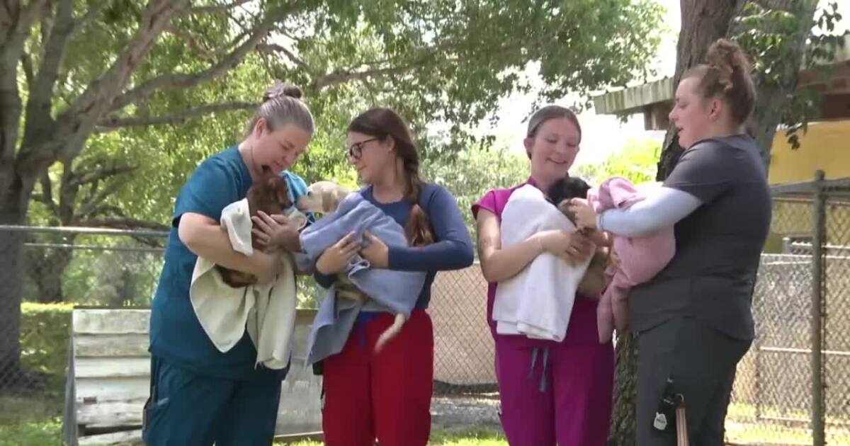 Martin County animal hoarding case grows to 108 rescued animals
