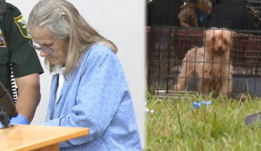 Martin County animal hoarding case ends in no contest plea