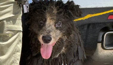 MCSO executes search warrant in Palm City animal hoarding case